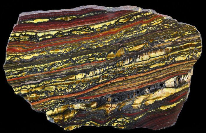 Polished Tiger Iron Stromatolite - ( Billion Years) #42565